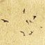 Serie: image 20 0f 21 thumb